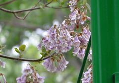 (c) Zinogre, some rights reserved (CC BY-SA) Paulownia elongata, photograph (c) Zinogre, some rights reserved (CC BY-SA)