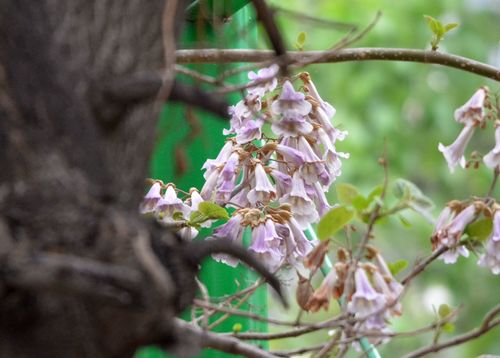 Paulownia elongata, photograph 6