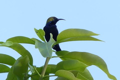 Cinnyris jugularis clementiae