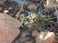 Anacampseros subnuda