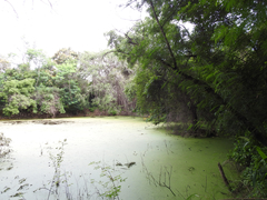 Peltophorum pterocarpum