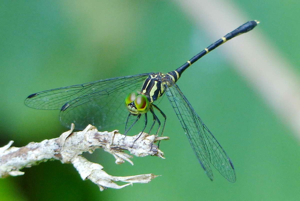 Nannophlebia buruensis