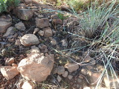 Anacampseros subnuda