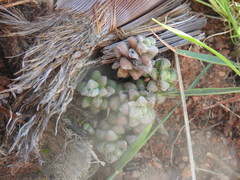 Anacampseros subnuda