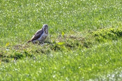 Buteo buteo