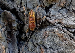 Eurysthea cribripennis