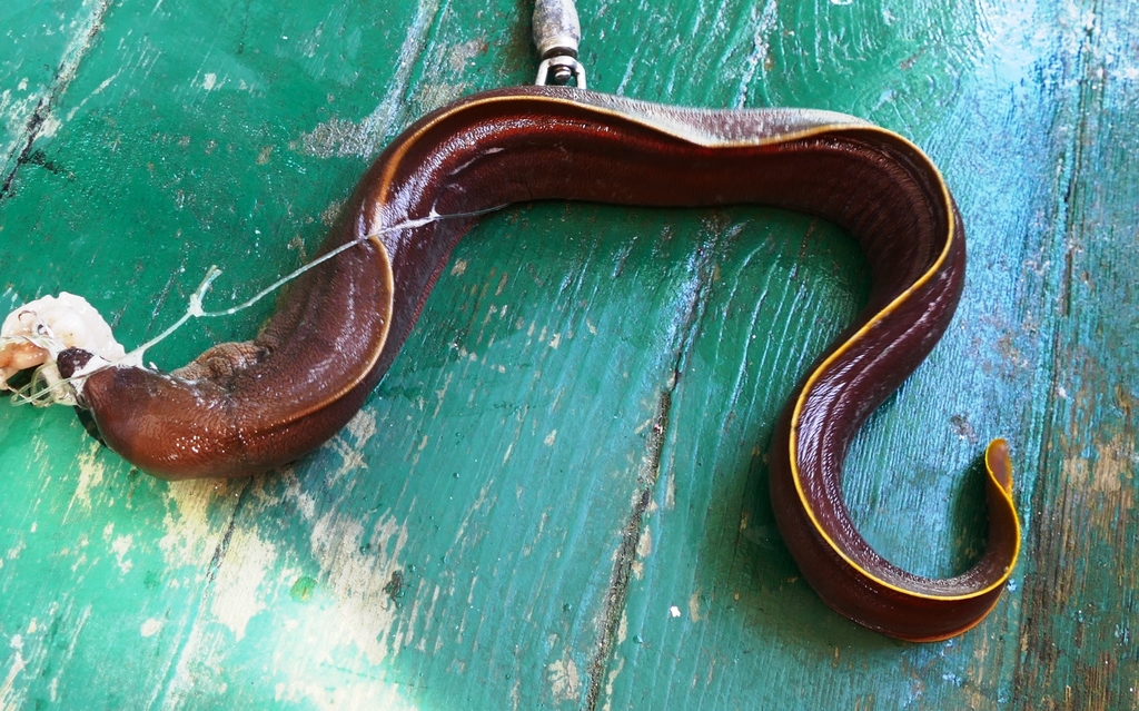 Sharktooth Moray