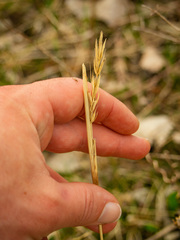 Elymus virginicus virginicus