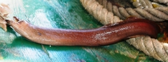 Gymnothorax maderensis
