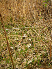 Elymus virginicus virginicus