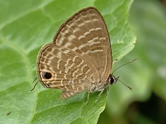 Nacaduba pactolus