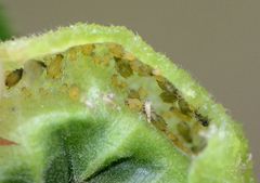 Tuberocephalus higansakurae