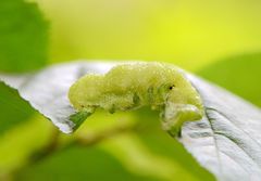 Tuberocephalus higansakurae