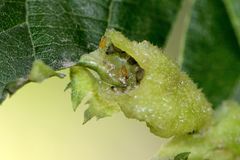 Tuberocephalus higansakurae