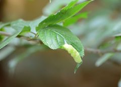 Tuberocephalus higansakurae