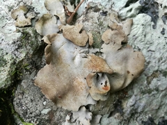 Dermatocarpon americanum