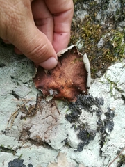 Dermatocarpon americanum