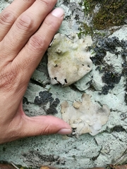 Dermatocarpon americanum