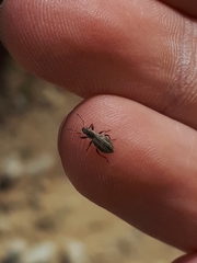 Polydrusus confluens