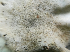 Dermatocarpon americanum