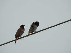 Lonchura punctulata