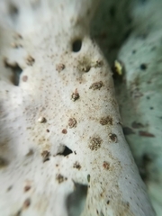 Dermatocarpon americanum