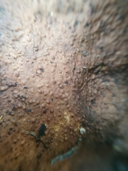 Dermatocarpon americanum