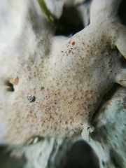 Dermatocarpon americanum