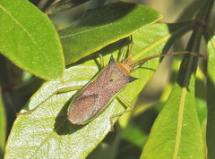Plinachtus