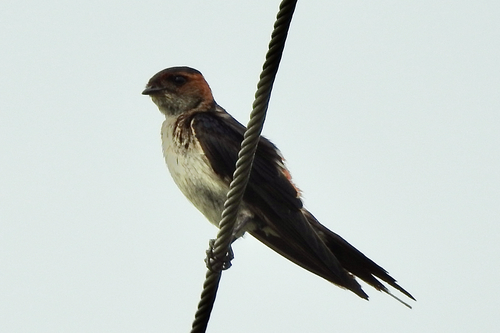 Golondrina dáurica (Cecropis daurica)