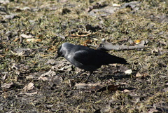 Corvus monedula