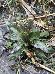 Angiospermae