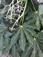 Fatsia