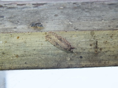 Agonopterix ciliella