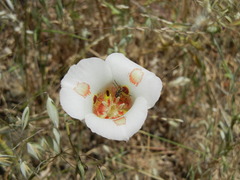 Calochortus venustus