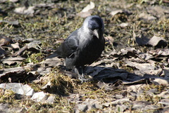 Corvus monedula