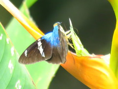 Astraptes