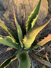 Agave gentryi