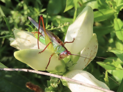 Orchelimum pulchellum