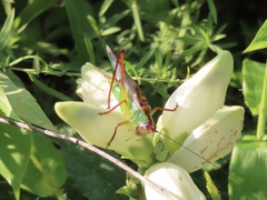 Orchelimum pulchellum