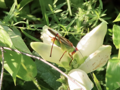 Orchelimum pulchellum