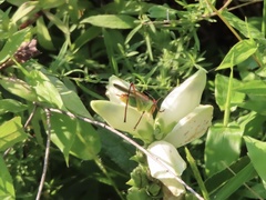 Orchelimum pulchellum