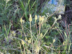 Scorzonera laciniata