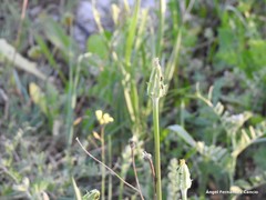 Scorzonera laciniata