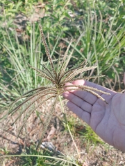 Eustachys distichophylla