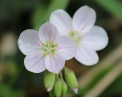 Claytonia virginica