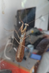 Mantodea