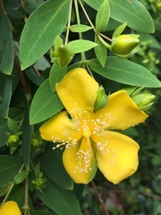 Hypericum subalatum
