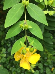 Hypericum subalatum