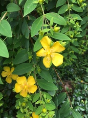 Hypericum subalatum
